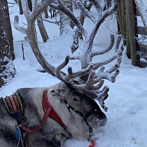 Husky, Reindeer Farm and Santa Village Experience1