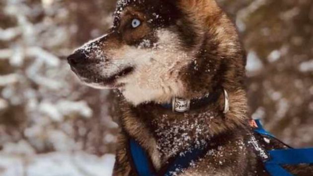 Husky Safari Tour_