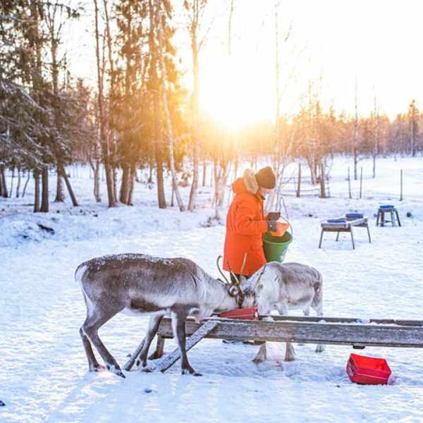 raindeer