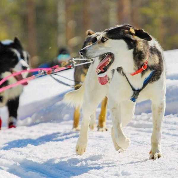 huskey
