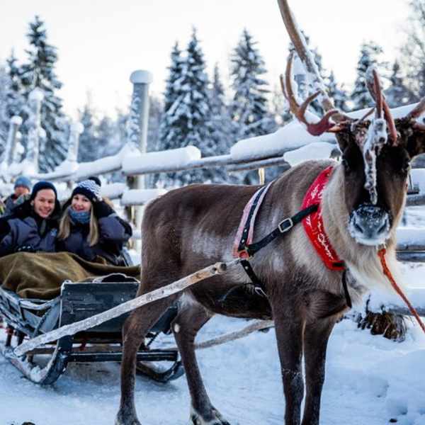 raindeer