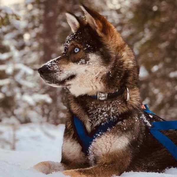 huskey