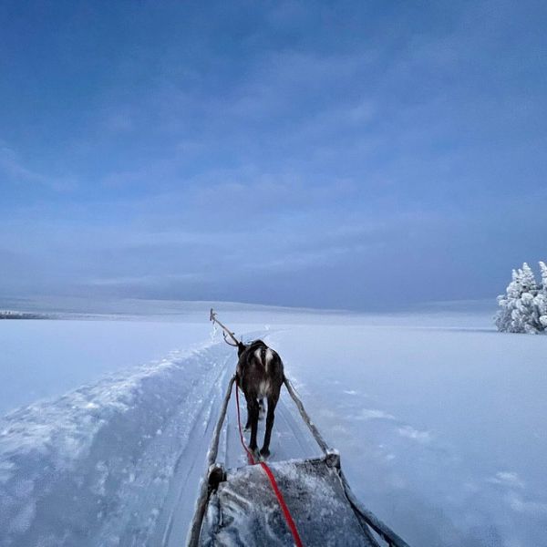 Lapland Reindeer Safari from Levi