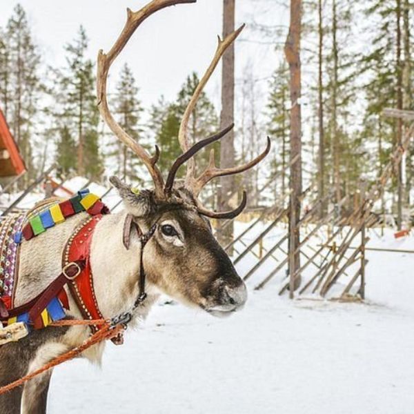 Lapland Reindeer Safari from Levi