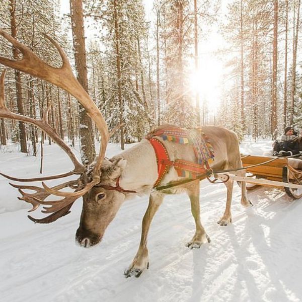 Lapland Reindeer Safari from Rovaniemi
