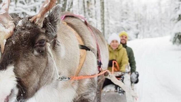 Lapland Safari From Saariselkä_