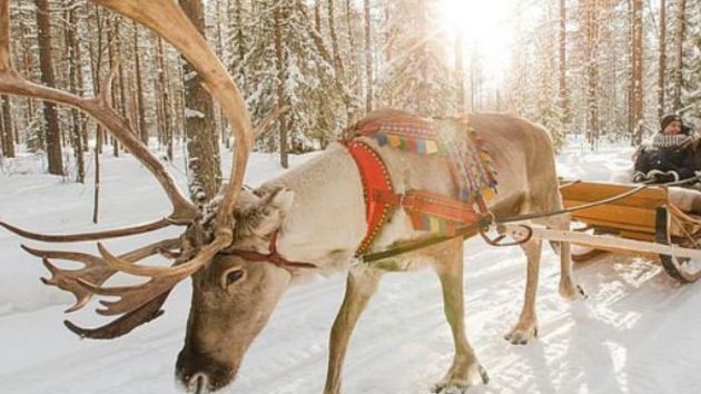 Lapland Safari from Rovaniemi_