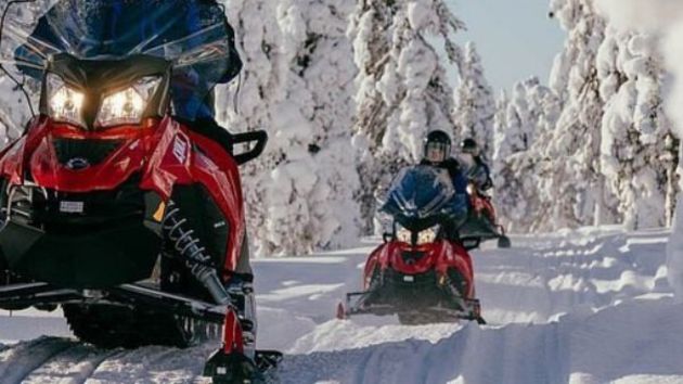 Safari into the Arctic Forest​