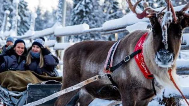 Reindeer farm in Lapland