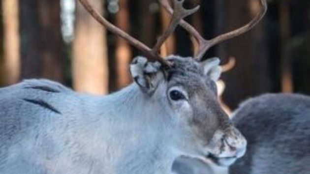 traditional raindeer